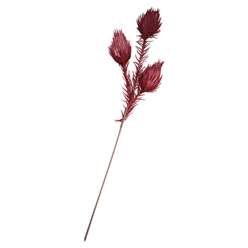 Harvest, Decoration, L110cm, Wine Red